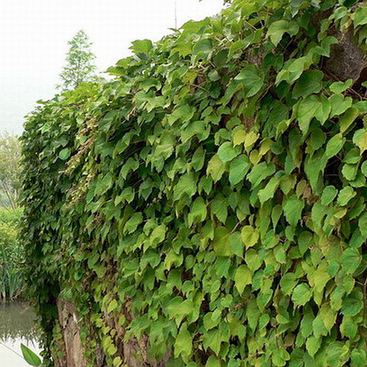 批发四季常青常春藤攀援植物常春藤室外爬藤植物