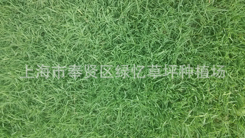 上海市奉贤区绿忆草坪种植场