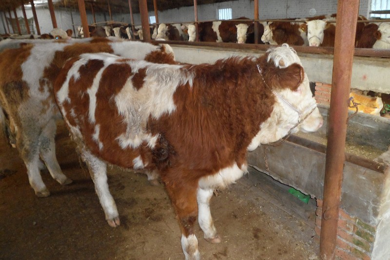 怎样建牛圈养牛投入那些成本牛一天的饲料比例