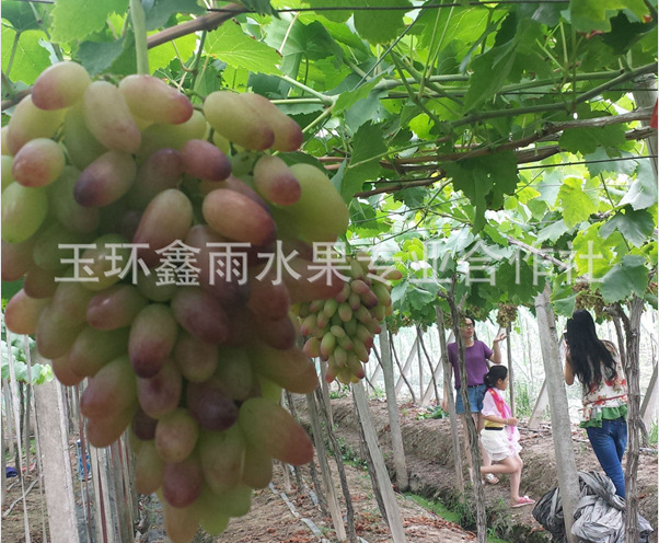 预售 台州鑫雨果园大量提供高品质美人指葡萄