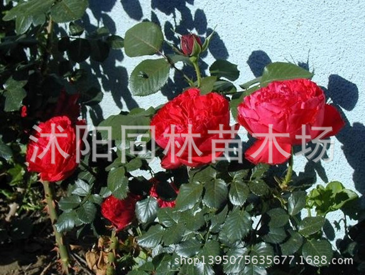 灌木-欧洲<em>月季</em>苗 灌木<em>月季 茶花女</em> 欧月苗 月季