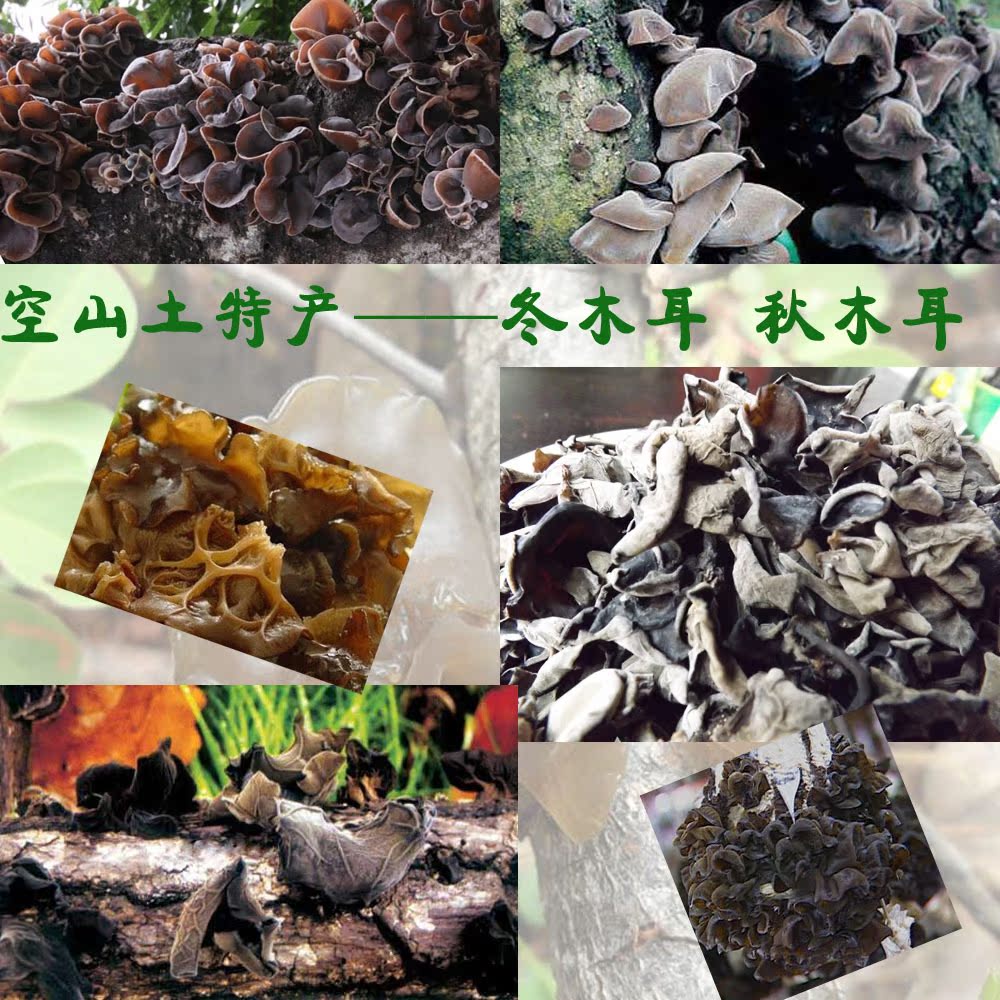 通江特级野生 冬黑木耳 散装 四川食用菌