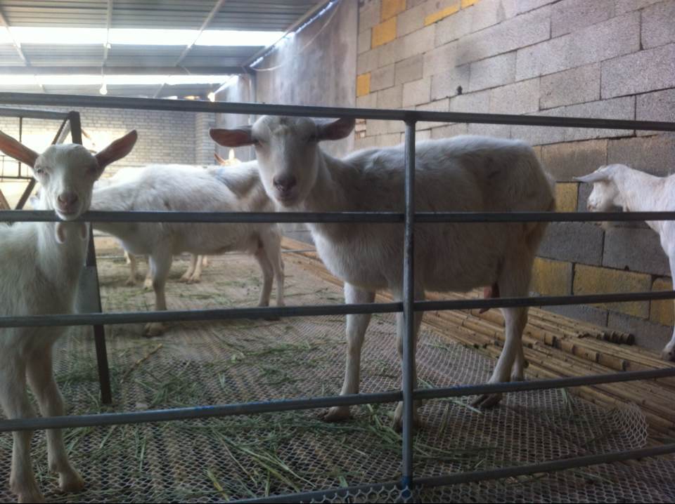 羊-专业养殖大奶奶山羊-羊尽在阿里巴巴-嘉祥县