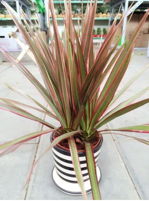 五彩千年木盆栽 三色龙血树 七彩铁红竹观叶植