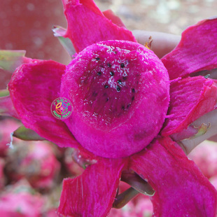 ׳/ʺĻ ժʷ 