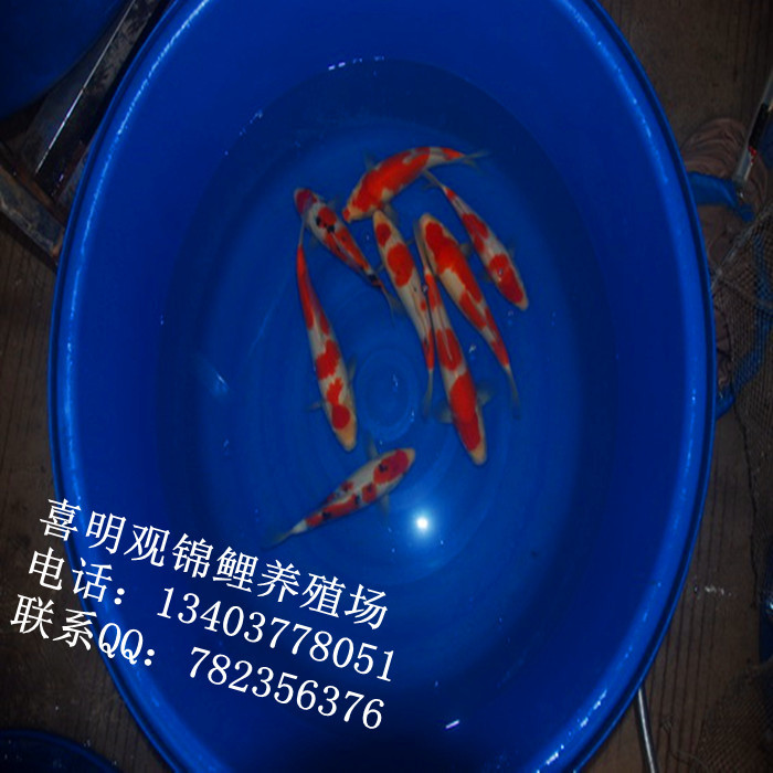 渔场锦鲤21