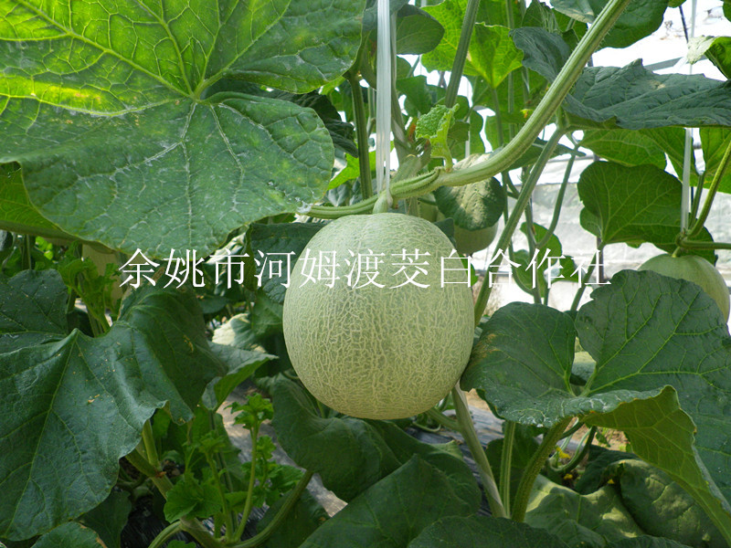 农庄直销 新鲜水果 南方哈密瓜