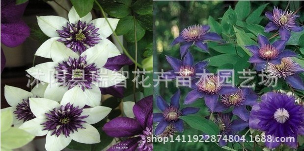 旺胡花卉 盆栽植物花卉 浪子铁线莲种根 耐热芳香 爬藤攀援植物