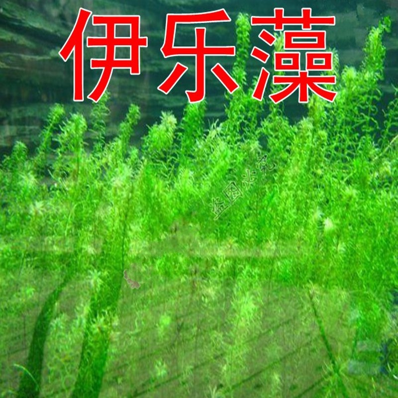 Семена Grass carp in pond aquaculture on lobster and crab grass seed pool round Ye Heizao Cao Potamogeton, Elodea nuttallii Myriophyllum Ye Heizao , nuttallii Семена Grass carp in pond aquaculture on lobster and crab grass seed pool round Ye Heizao Cao Potamogeton, Elodea nuttallii Myriophyllum Ye Heizao , nuttallii