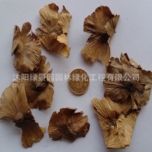 正品 新采收 青钱柳种子 金钱柳种子 摇钱树金钱