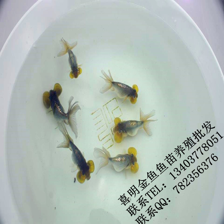 水蓝泡金鱼鱼苗3