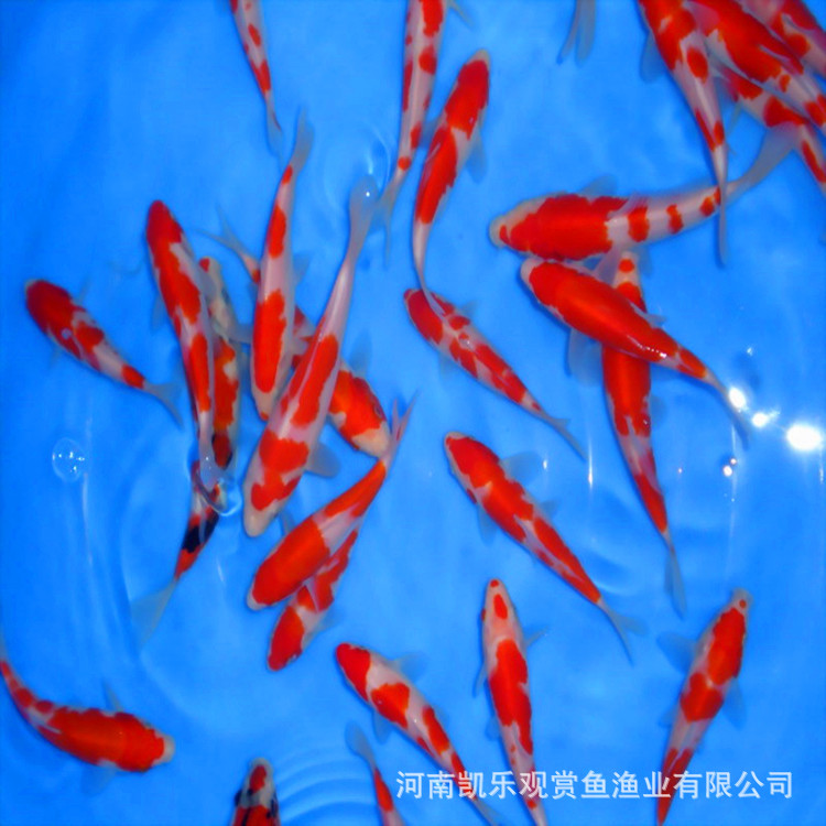 纯种日本锦鲤鱼苗