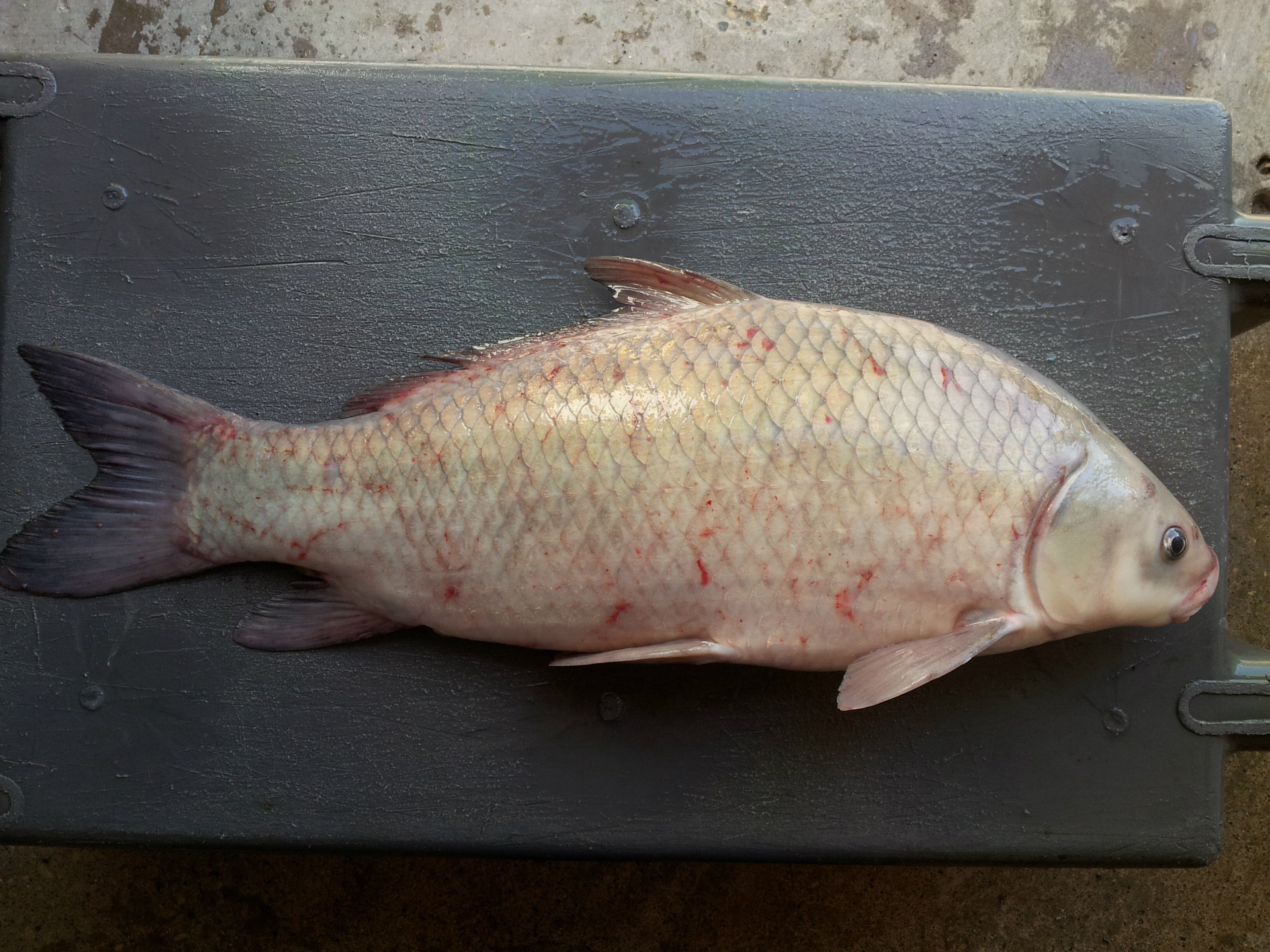 新品种新体验美国野生冷冻牛胭脂鱼 证书齐肉