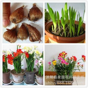 批发荷兰进口香雪兰种球 重瓣花 小苍兰球根 芳香盆栽花卉植物