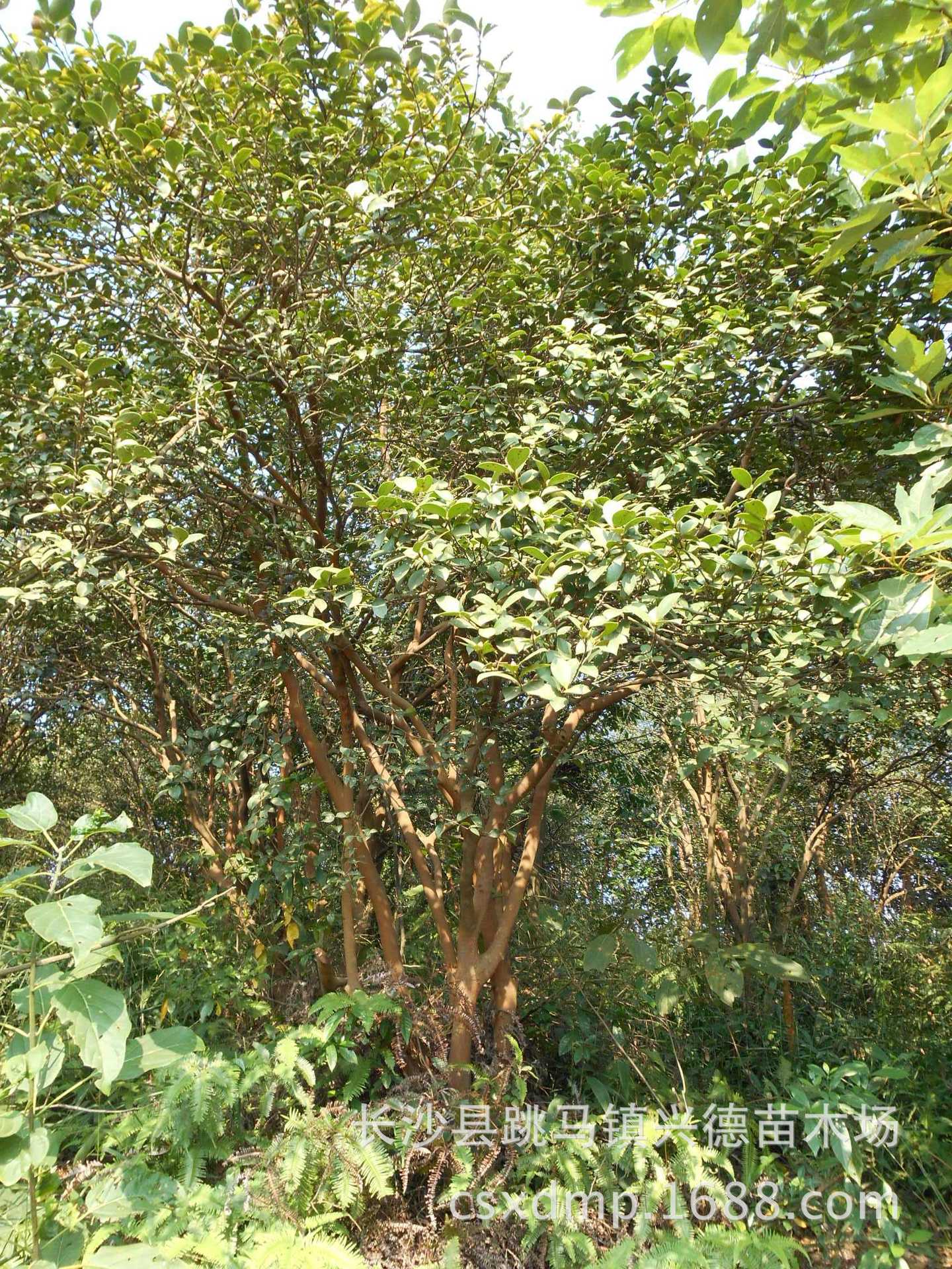 湖南油茶树基地供应 高产油茶苗 油茶嫁接茶花价格低 绿化苗木