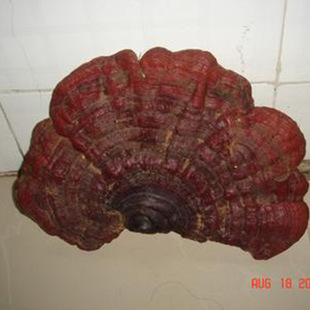 其他食用菌-西峡米坪真菌研究所 供应天然灵芝