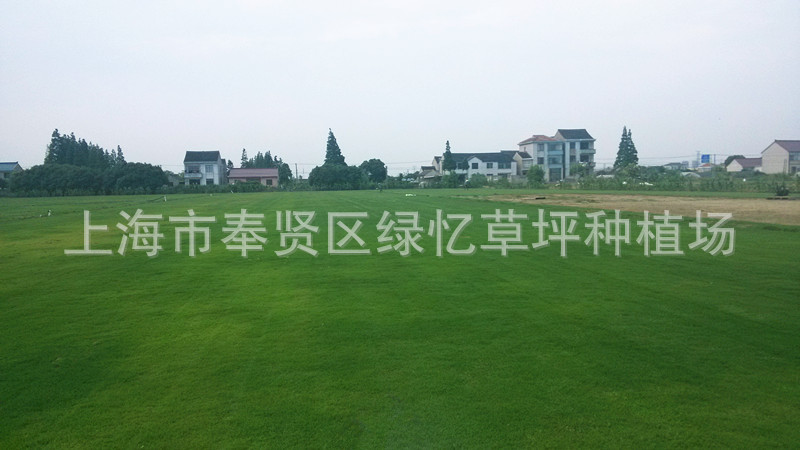 上海市奉贤区绿忆草坪种植场