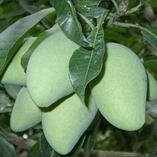 四季芒果苗_四季芒果苗价格_优质四季芒果苗