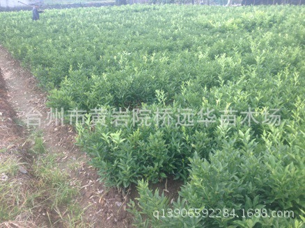 远华 脆皮金桔树苗橘子果树苗木阳台庭院植物