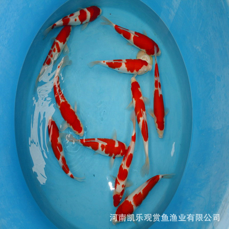 锦鲤鱼苗4