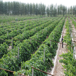 果树-出售庭院种植果树苗 葡萄树苗 巨峰 好栽