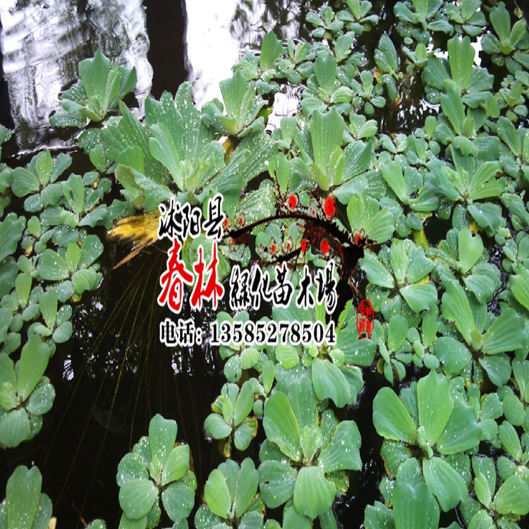 供应水生植物 大漂 水荷莲 大萍 肥猪草 水芙蓉 水景绿化