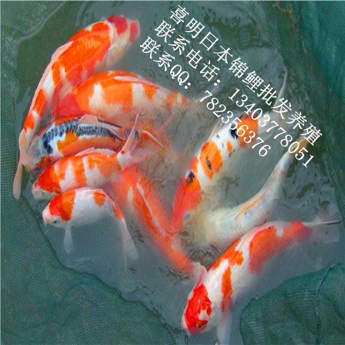 渔场锦鲤鱼6