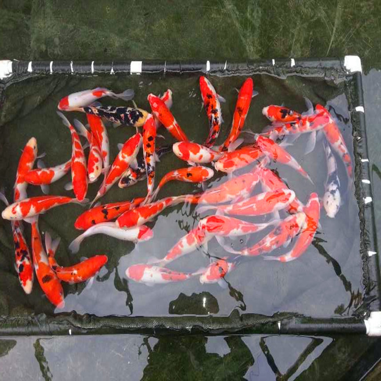 当岁一斤重锦鲤3