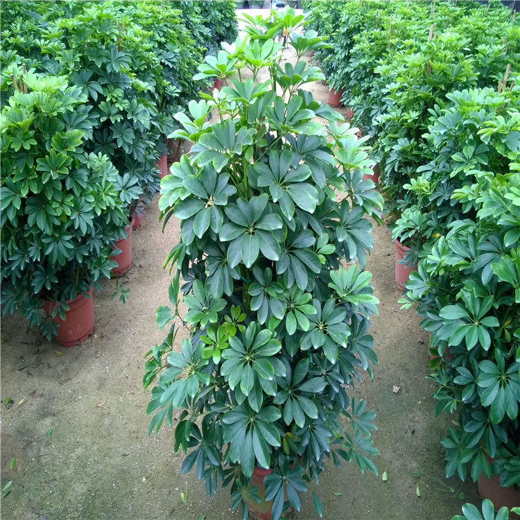 【金华园艺\/鸭脚木 盆栽植物批发\/高1.3米】