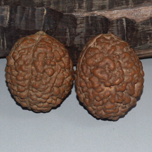 【三瓣金刚】三瓣金刚价格\/图片_三瓣金刚批发