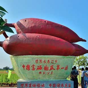 海南澄迈桥头富硒新鲜板栗薯 无公害红薯紫地瓜黄心生番薯 直摘