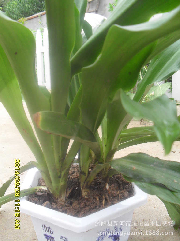 宠物及园艺 园林植物 宿根花卉 [健康,长寿的象征] 万年青盆栽 每苗低
