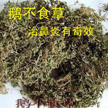 原药材鹅不食草 食胡荽 鸡肠草 纯正无杂 治鼻炎