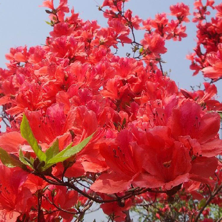 基地出售映山红 盆栽 观花植物 室内盆栽花卉 杜鹃花