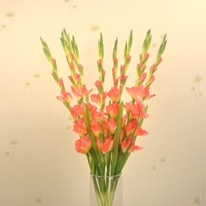 【小剑兰】小剑兰价格\/图片_小剑兰批发\/采购