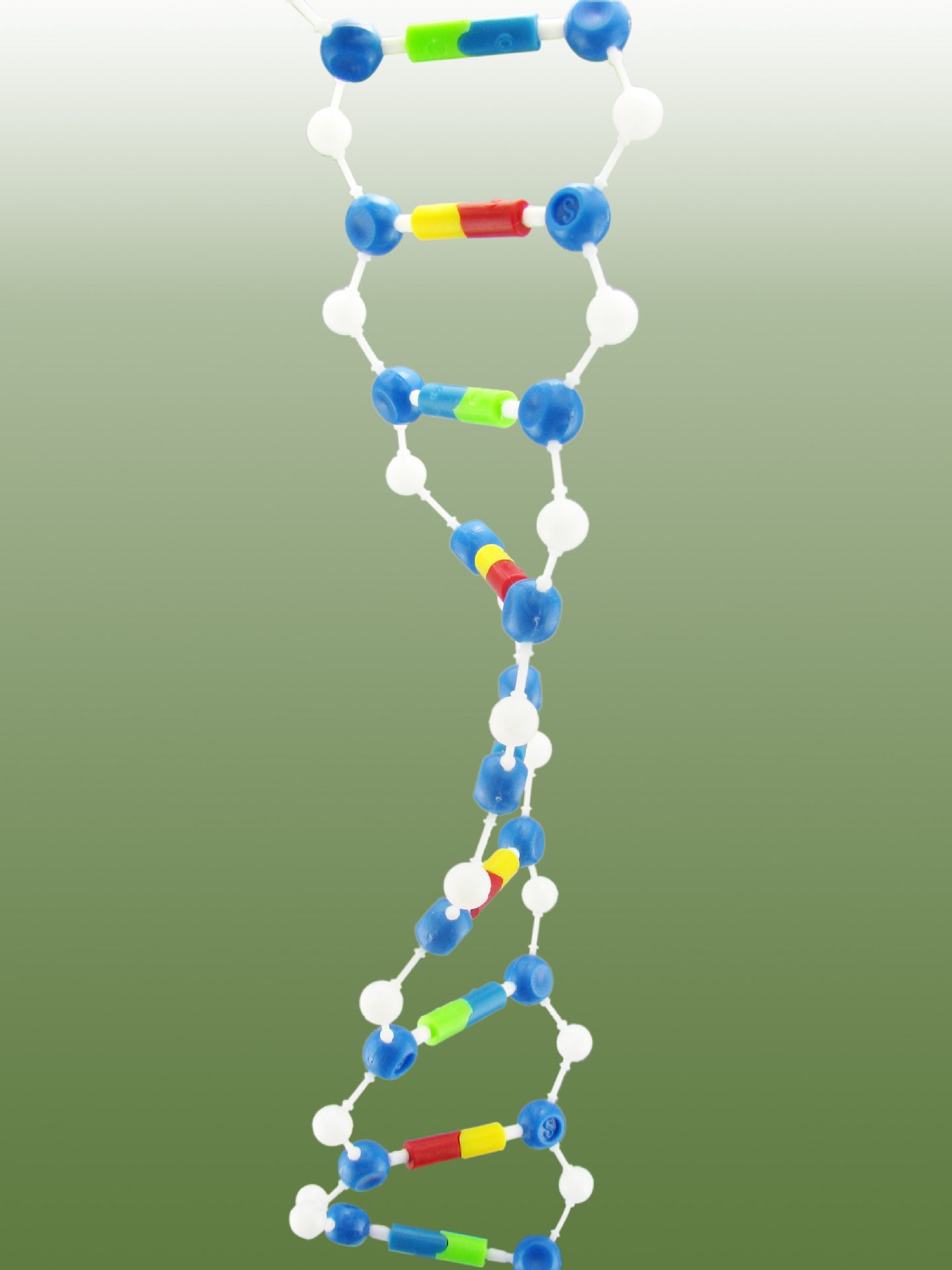 dna双螺旋分子模型组件