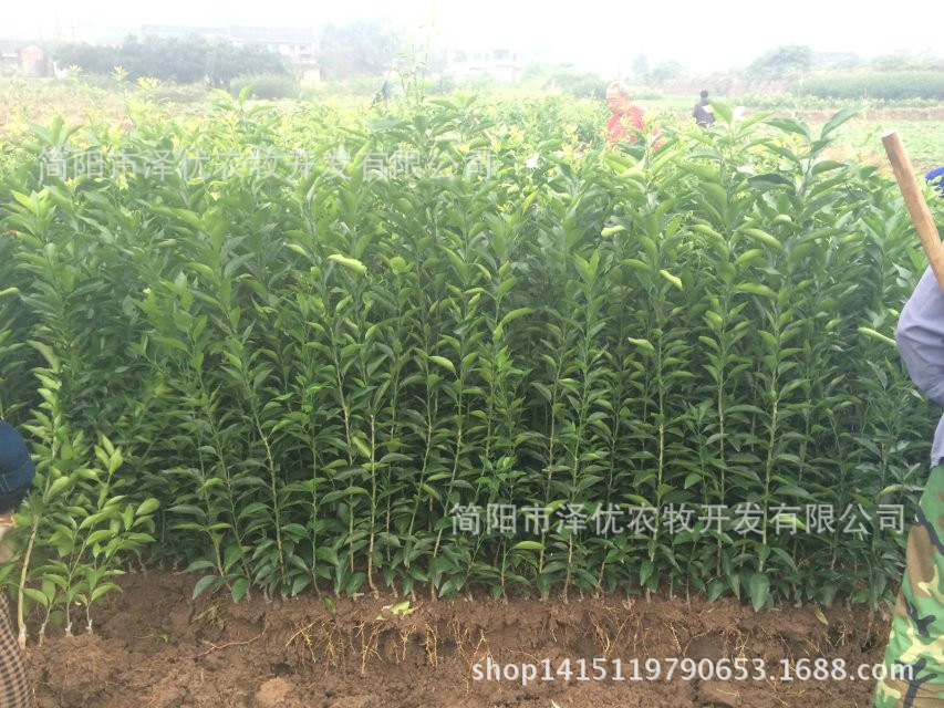 四川果树苗木基地 柑橘新品种 优质嫁接苗 沃柑