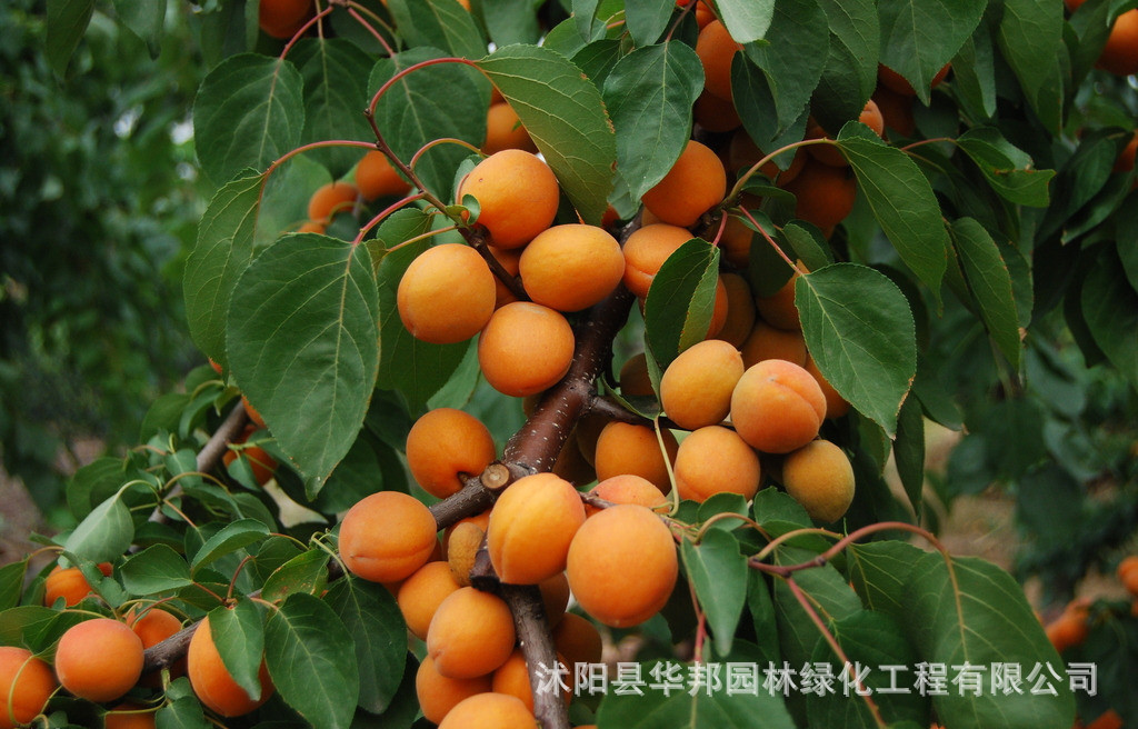 果树-批发果树苗新品种金太阳杏 杏树苗\/杏苗嫁