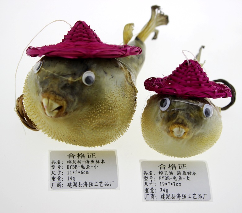 纯天然海洋生物标本 龟鱼标本 戴帽中号龟鱼 挂饰