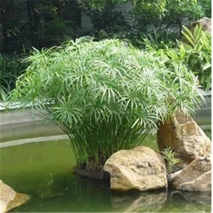 批发水生植物 批发旱伞草 盆栽水竹 盆栽旱伞草 可水培 净化水质