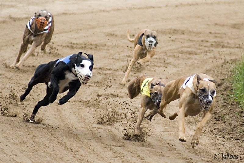 全活成年格力犬 可以捉野兔 野鸡 图片