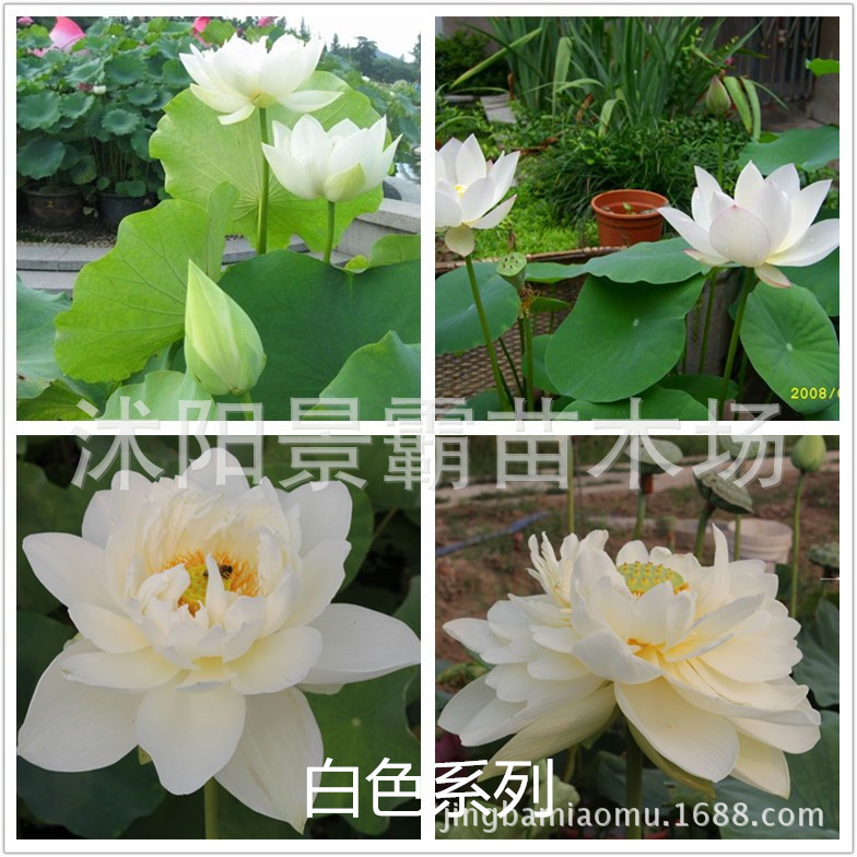 白荷花系列 文字