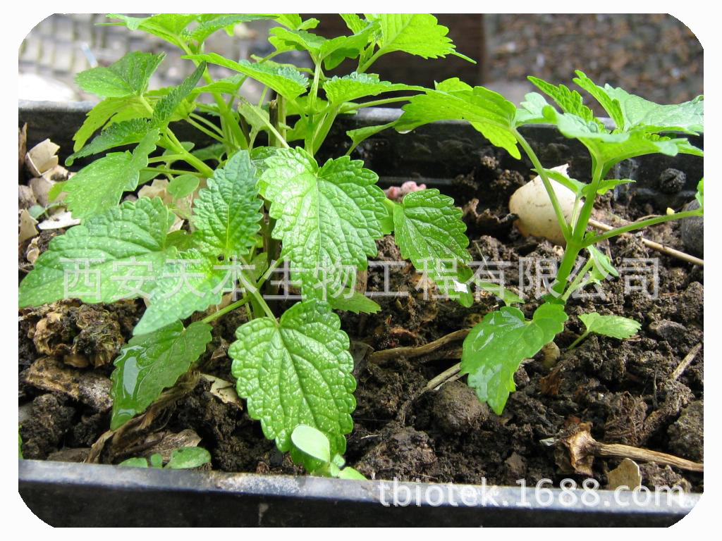 大茴香植物形态简介