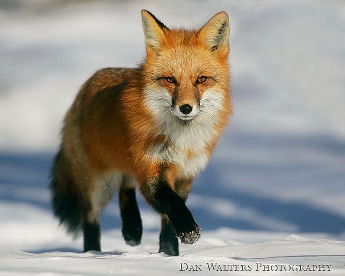 养狐狸吃什么 狐狸的生活习性和狐狸吃什么