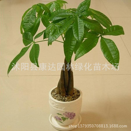 种苗、种子、种球-辫子发财树 发财树种子盆栽