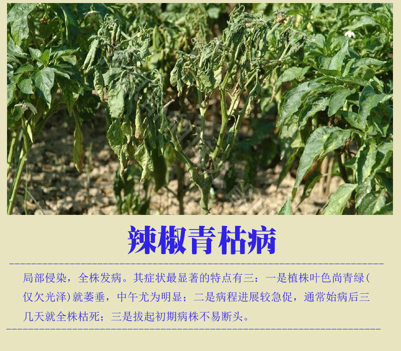 隔日清辣椒专用 治疗辣椒疫病炭疽病灰霉病青枯病