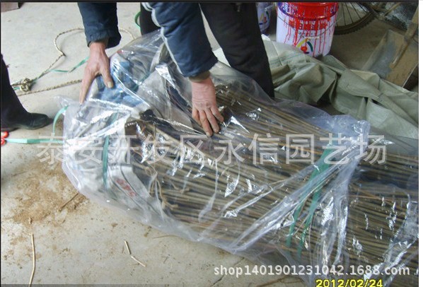 果树-樱桃苗批发 樱桃苗价格 大樱桃树苗出售-