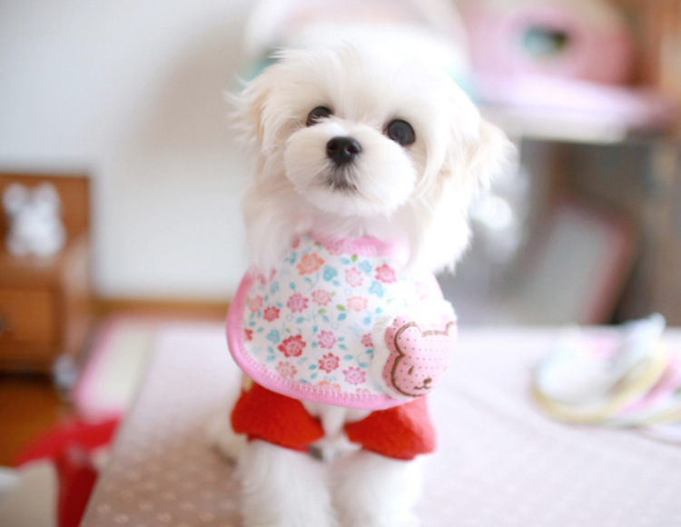 批发采购狗狗服装服饰-厂家直销 宠物小动物口