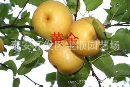 u=3083688258,1760618480&fm