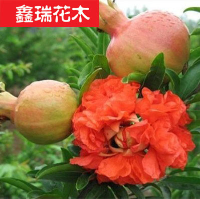 盆栽石榴树苗*牡丹花石榴树苗*当年开花 果树苗